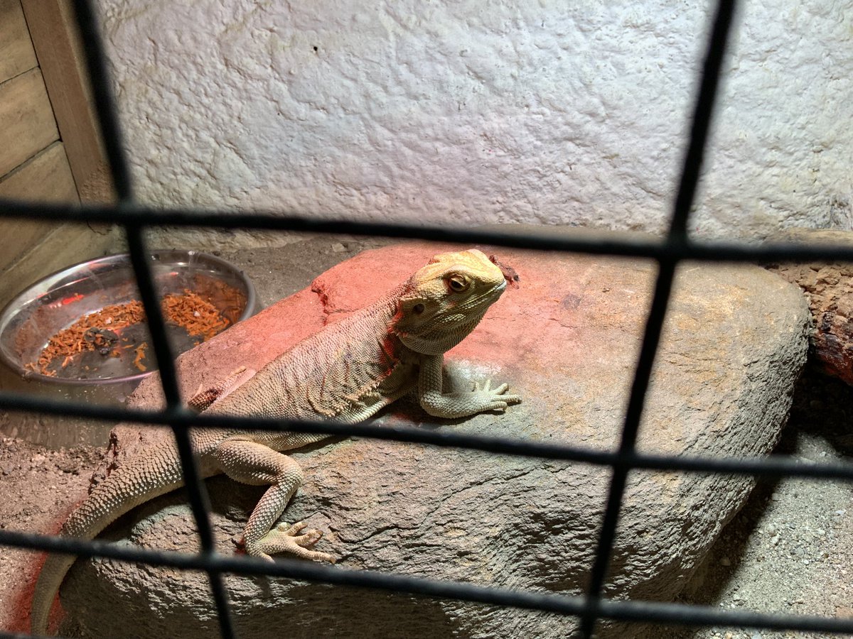 dragonewing's tweet photo. It was truly fabulous to spend time with my favorite species; photos wouldn't do it justice! https://t.co/BsG3h7H0W0