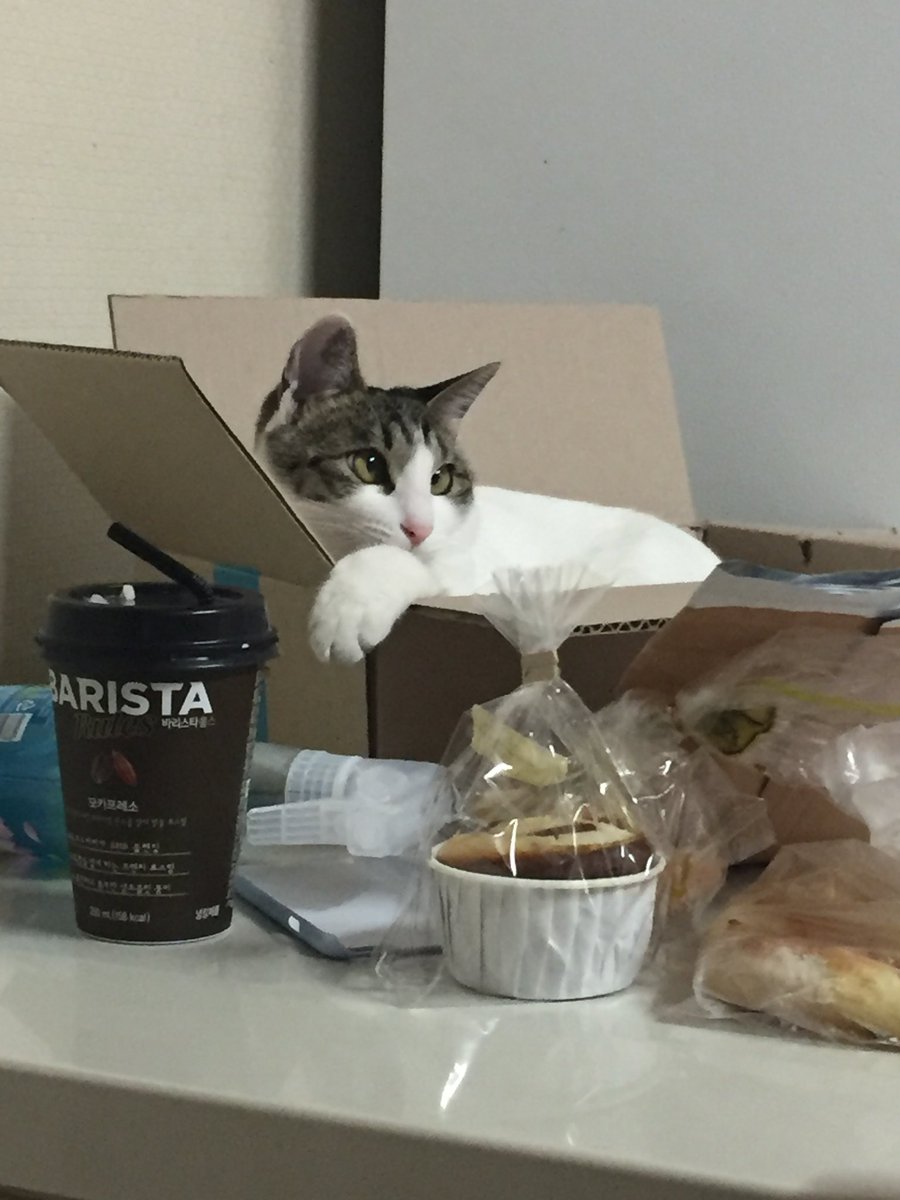 머리털 tweet media