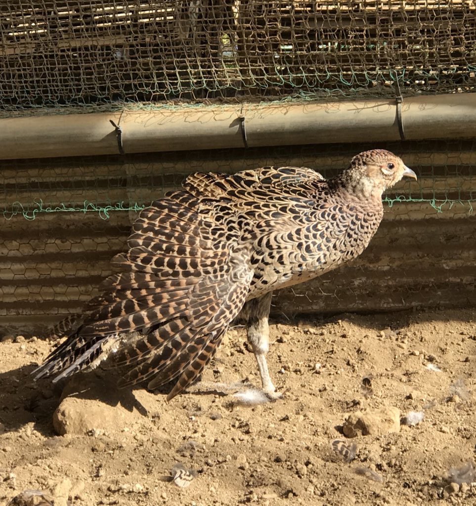 rahanohi's tweet photo. 太陽いっぱい日光浴
#ここは東京都檜原村
#日本キジ
#キジ
#雉
#pheasant
#檜原村 https://t.co/o3EWKLw16v