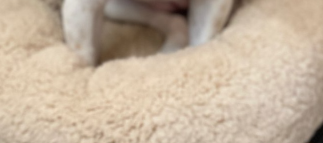 이든 (@dear_xiao08) on Twitter photo 