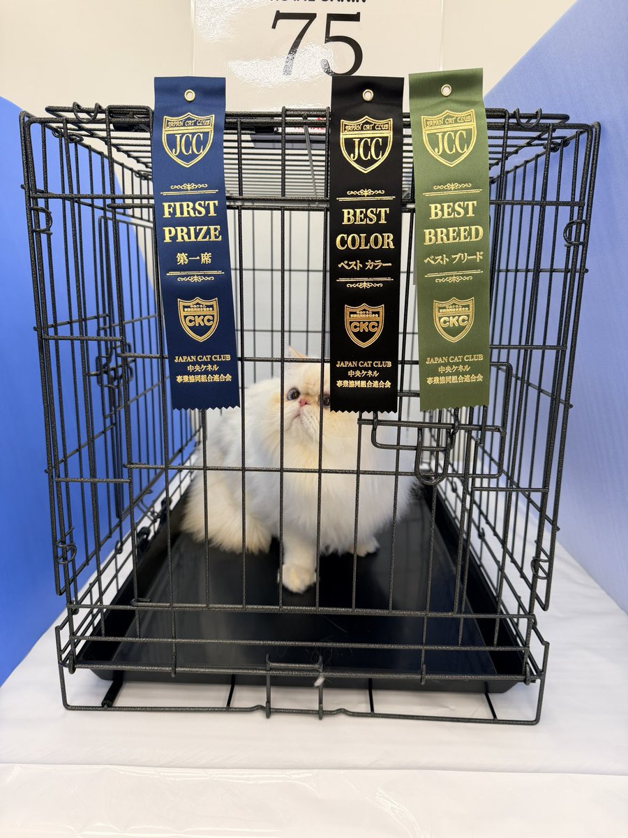 BASTET20230604's tweet photo. アーヤさんよく頑張りました☺️

#catterybastet #bastet #猫 #cat #kitten
#ヒマラヤン #Himalayancat
#アーヤ成長記
#ねこスタグラム #猫物語
#キャットショー https://t.co/aZfOBDEGTD