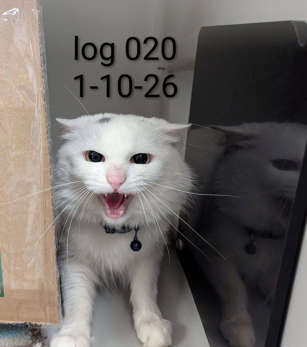 White/gray cat wearing the collar in the picture found
Area of Althea St/Union Ave on 1-10-26
#PVD #Providence #RI 
Note: we are unable to determine gender or scan for a microchip at this time.
Please call ☎️ 401-243-6040
 buff.ly/CTYWDz7 
#Rhodeisland