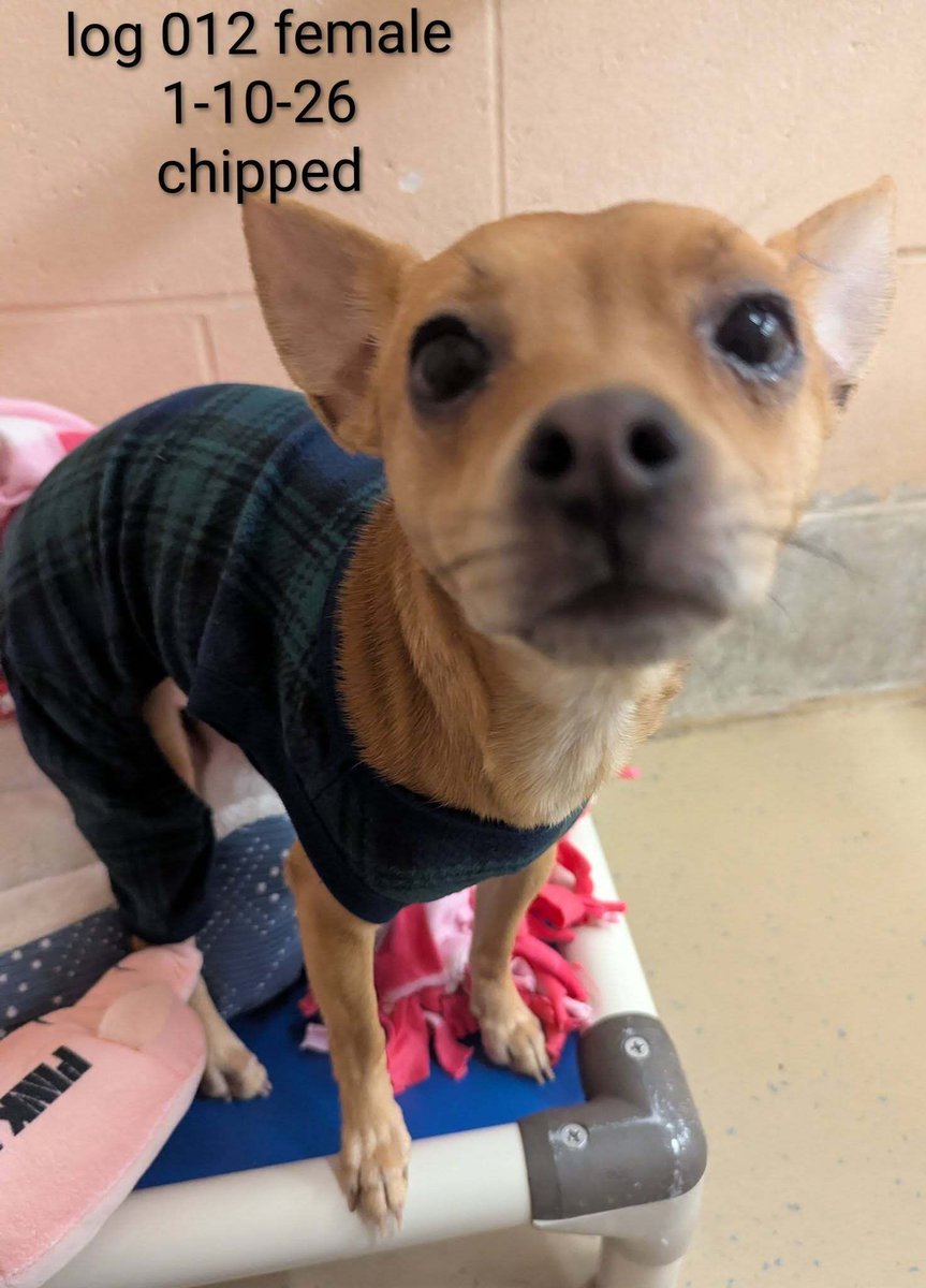 Female tan Chihuahua found hiding under a porch on 1-10-26
Area of Baker St/Eddy St by a good Samaritan and turned into our facility
#RI #Rhodeisland
buff.ly/ANzJ8XJ 
#PVD #Providence