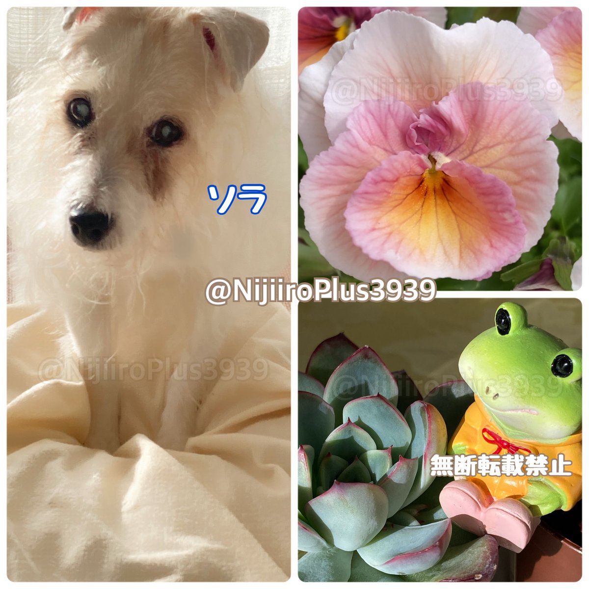 おはようございます☀🌸 ソラちゃん早起き🐶 去年の夏に見つかった肺の