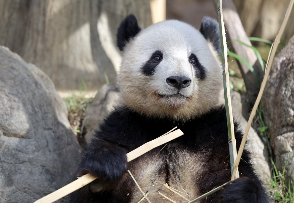 ふ〜っ💨ひと休み（📷2024.10.31）#ジャイアントパンダ　#パンダ　#上野動物園  #シャオシャオ