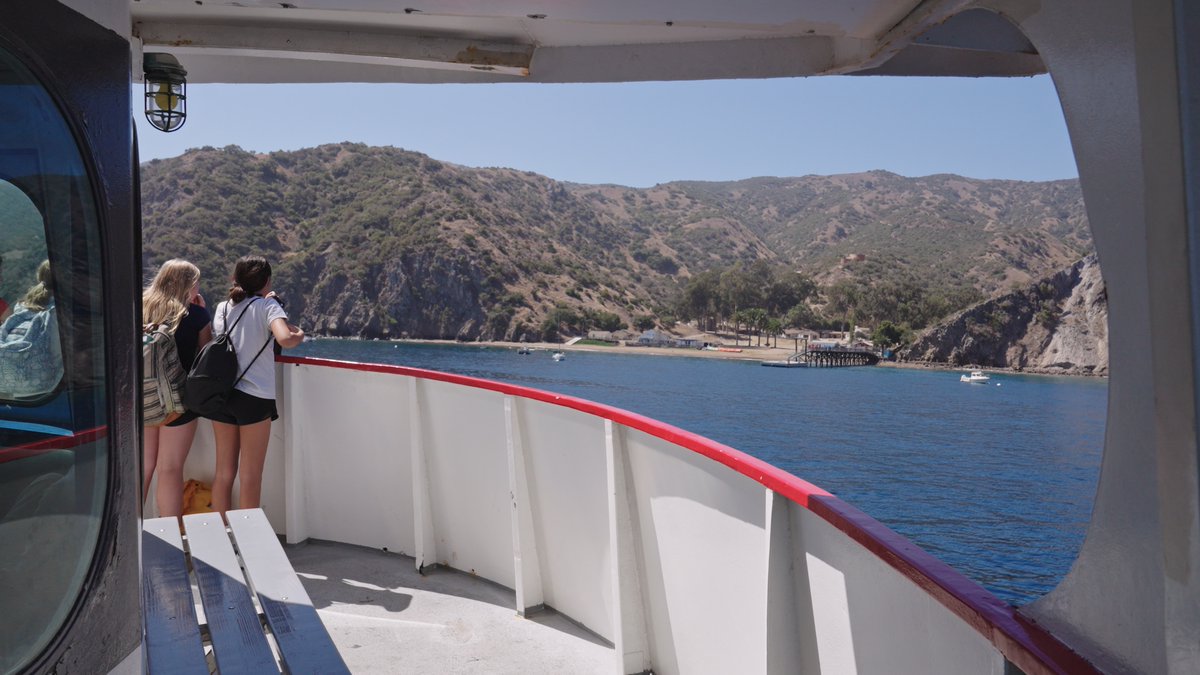 Catalina Island Marine Institute tweet media