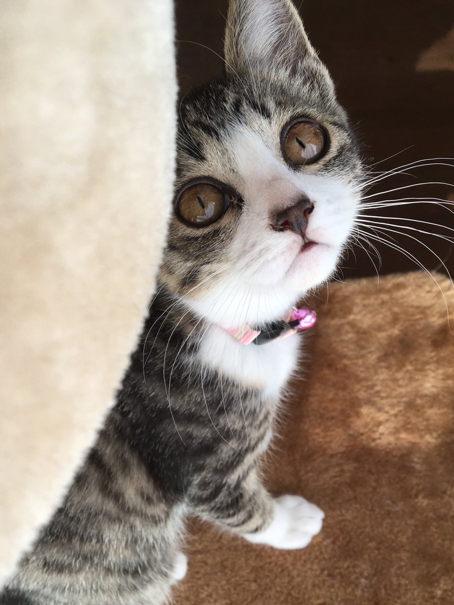 みふゆ(三冬) (@mifuyu_916) / Posts / X