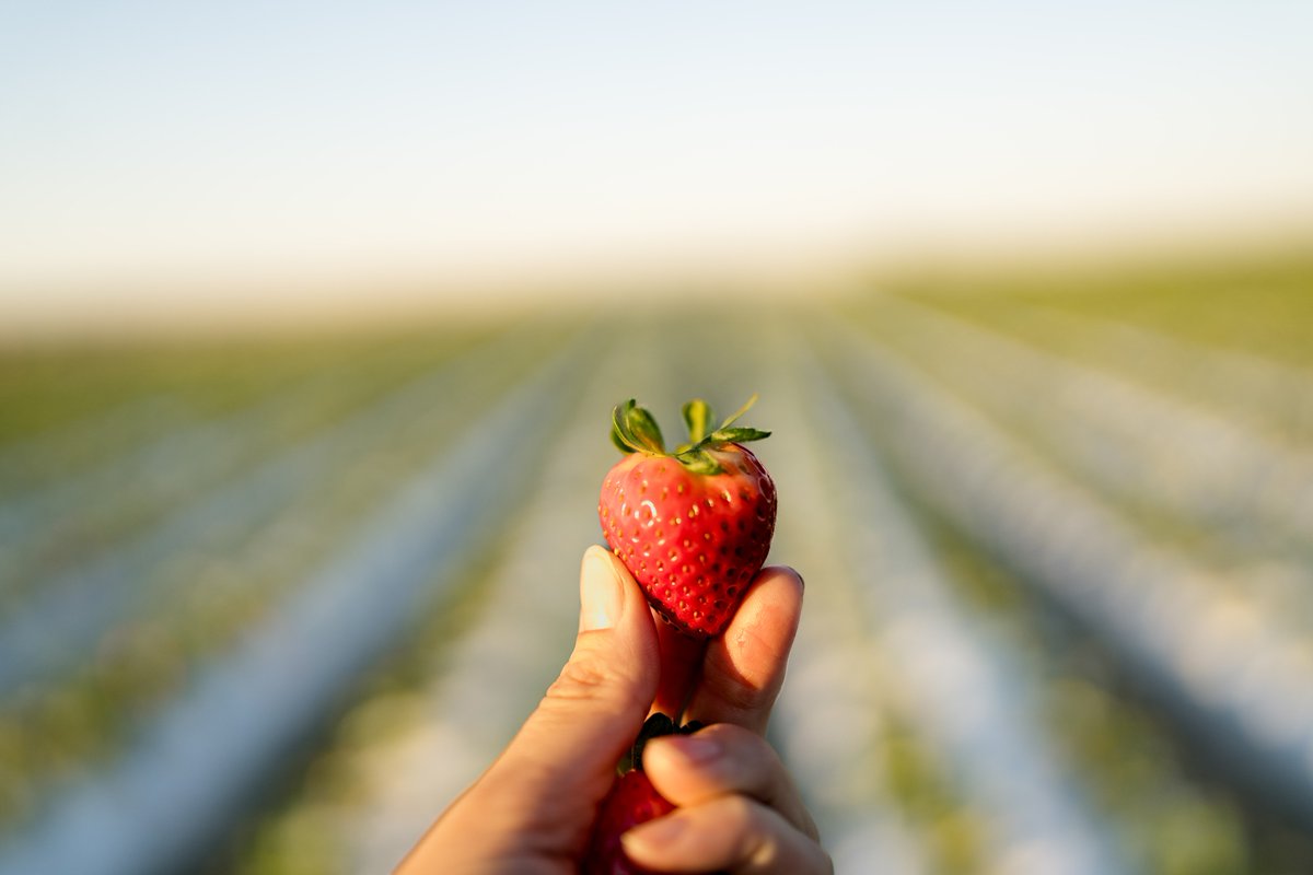 Southern Hill Farms tweet media