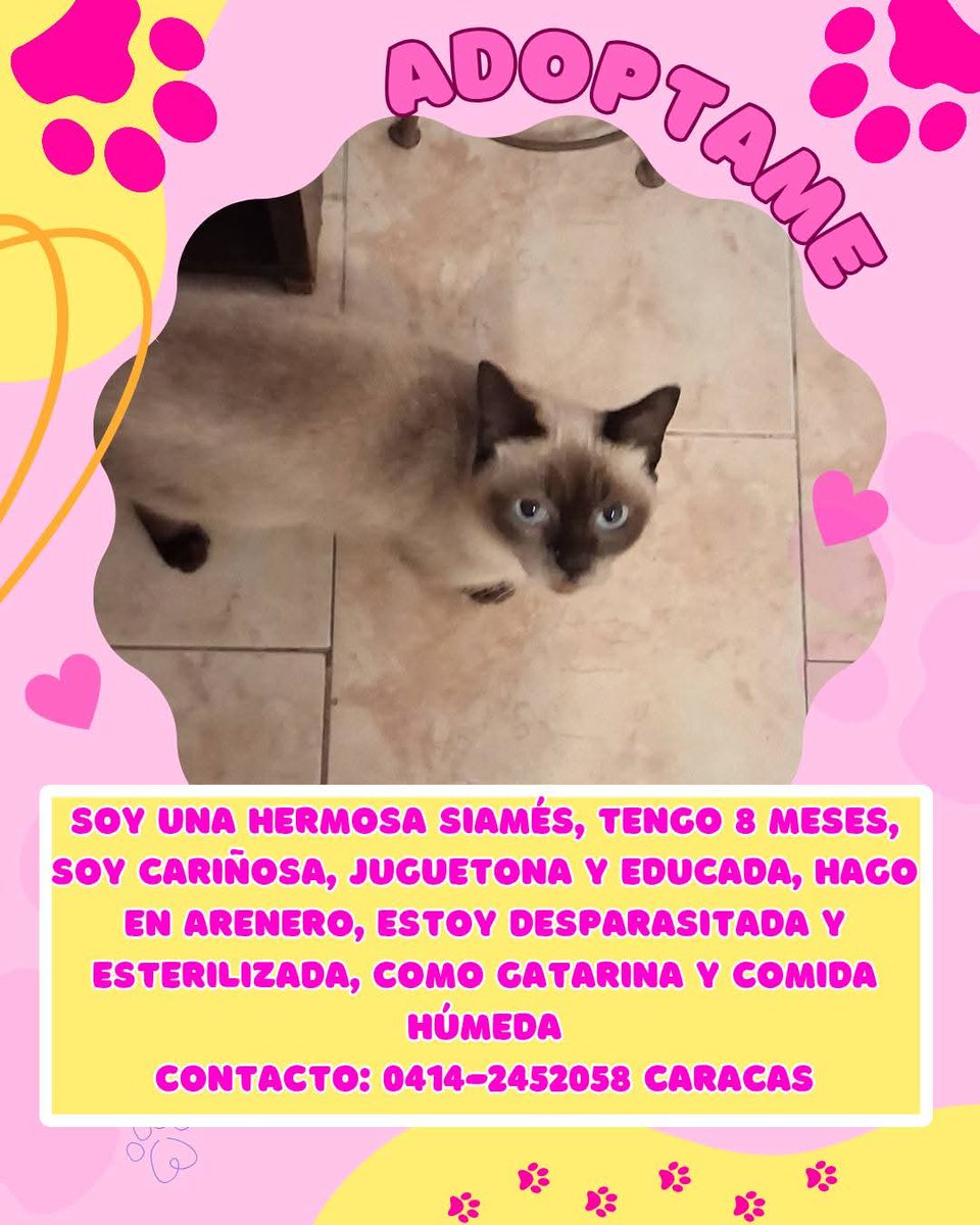 ADOPTA una linda michi, Caracas