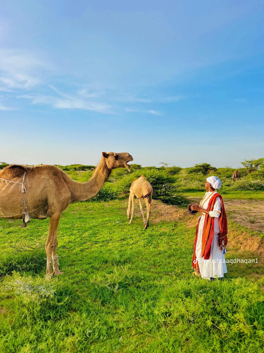 Sufiilwaad's tweet image. 📍A postcard from Arabsiyo, Somaliland. 🍊🌾🐪 #Asal