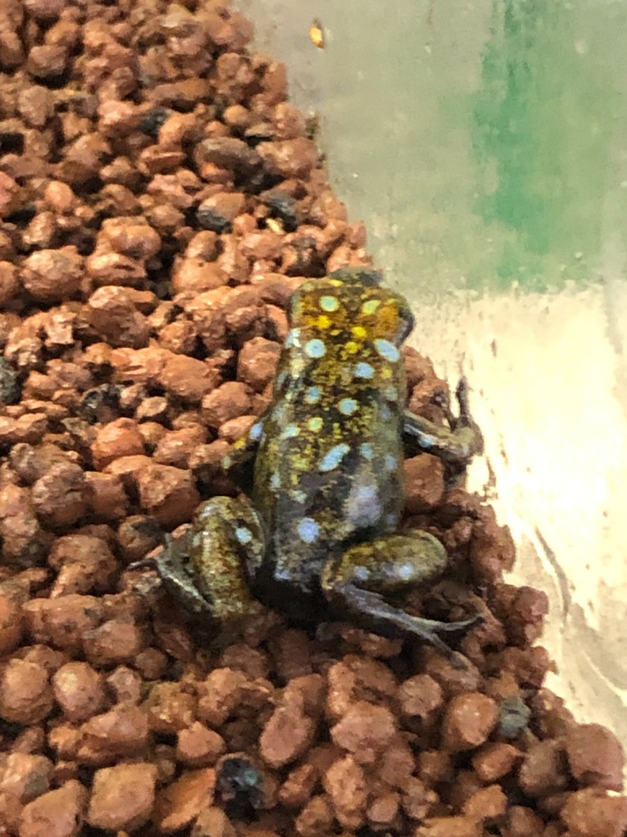 charm_reptiles's tweet image. シルバティカヤドクガエル　シトゥワ“situwa”🐸
背中に銀河のような模様が入っており
神秘的です🌌
#Oophaga #sylvatica
#situwa