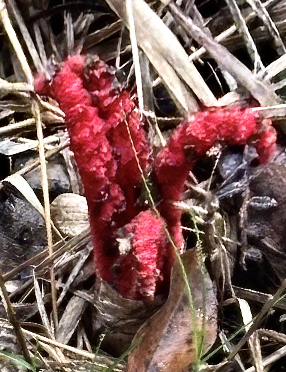 VijayEllaurie's tweet image. A stinkhorn mushroom for #MushroomMonday #fungi #mushrooms #stinkhornmushroom