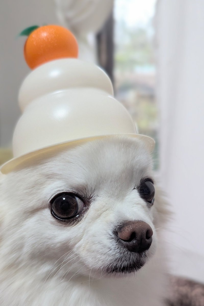 ポメのハッピー (@CvURT4VB0FlXs6B) / Posts / X