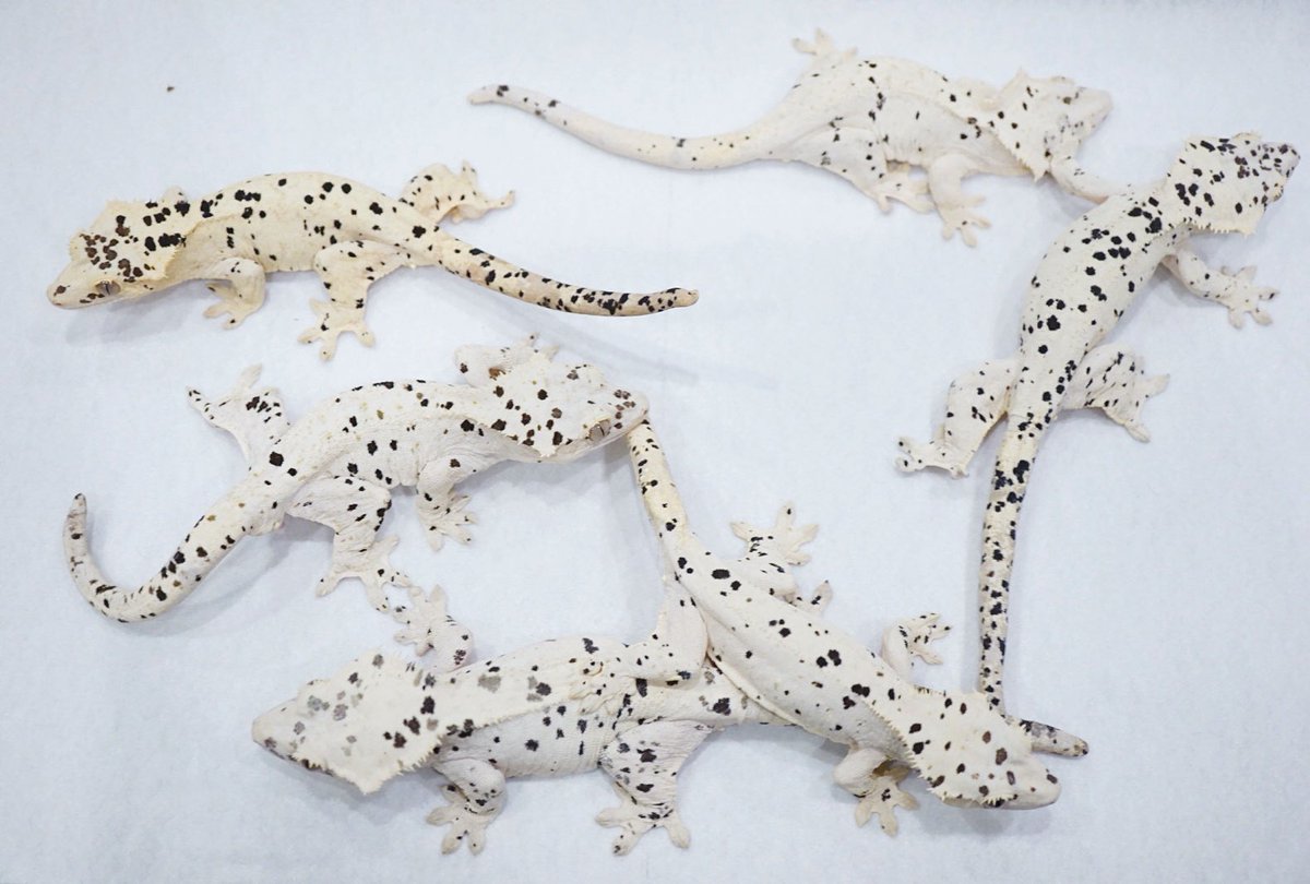 Mir J ♥️ ~1/18日 セール中♥️ (@MirJLimo) / Posts / X