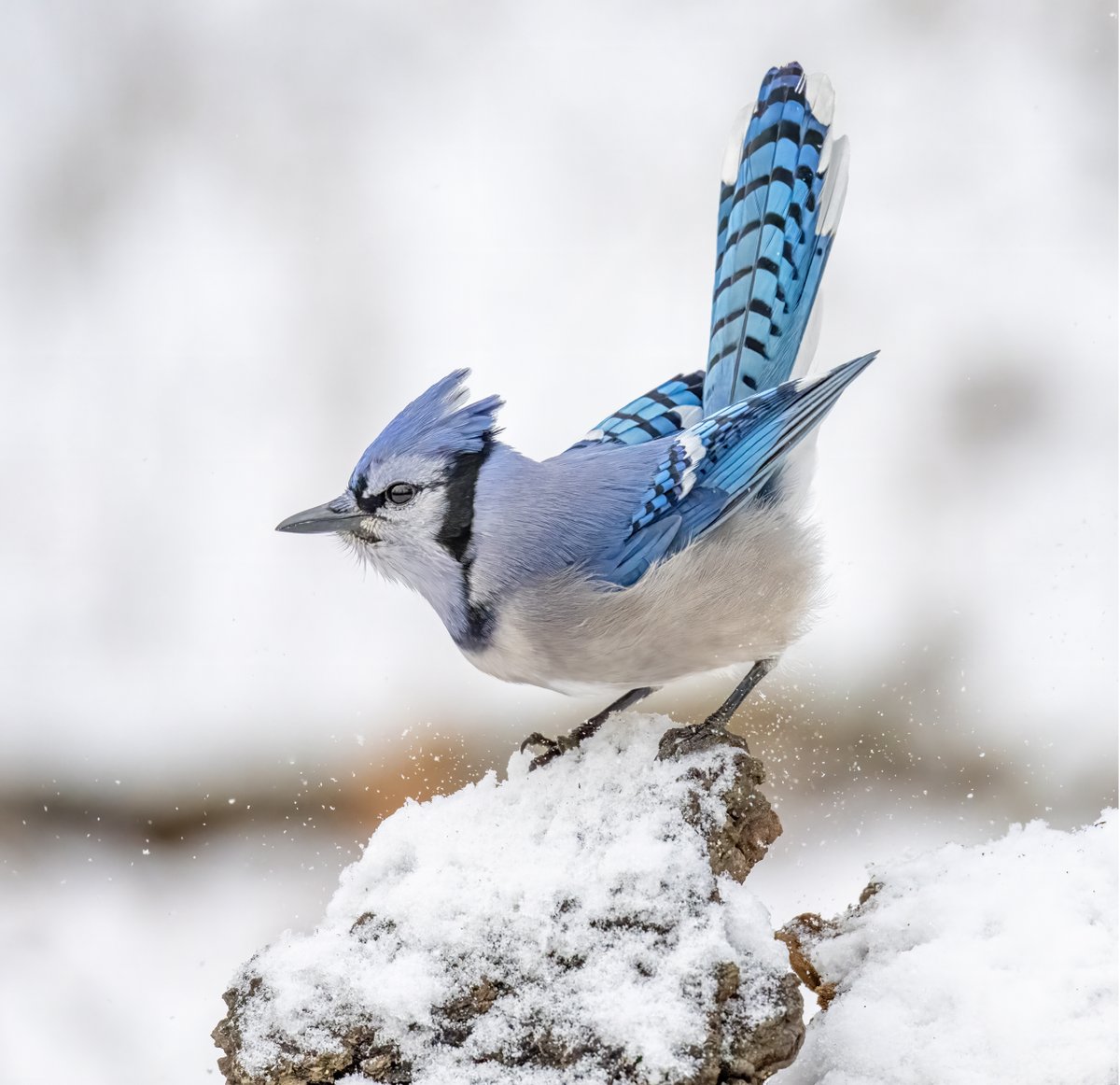 JocAPhotography's tweet image. A Blue Jay giving a wren impression with the tail feathers pointing straight up.