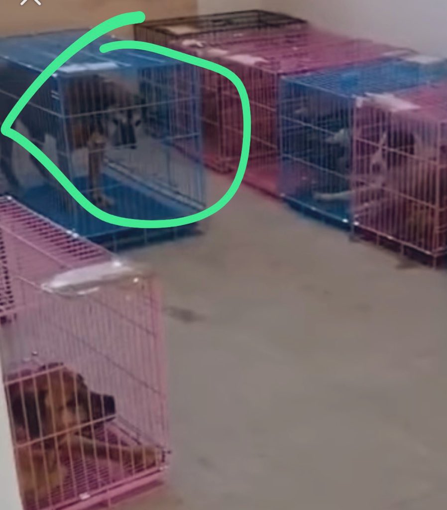 FundacionToby's tweet image. Así el trato a los animales de parte del gobierno de la CDMX 👇🏼

Perros viejitos en jaulas diminutas.
Esas jaulas duras los lastiman y ni colchonetas ni cobijas les ponen, que tristeza amigos 😭 que vileza!!