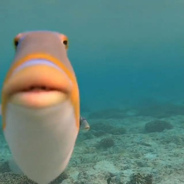 Los peces no me hacen nada 🗣
Talasofobia mi pasion
twitch.tv/adrianmiix