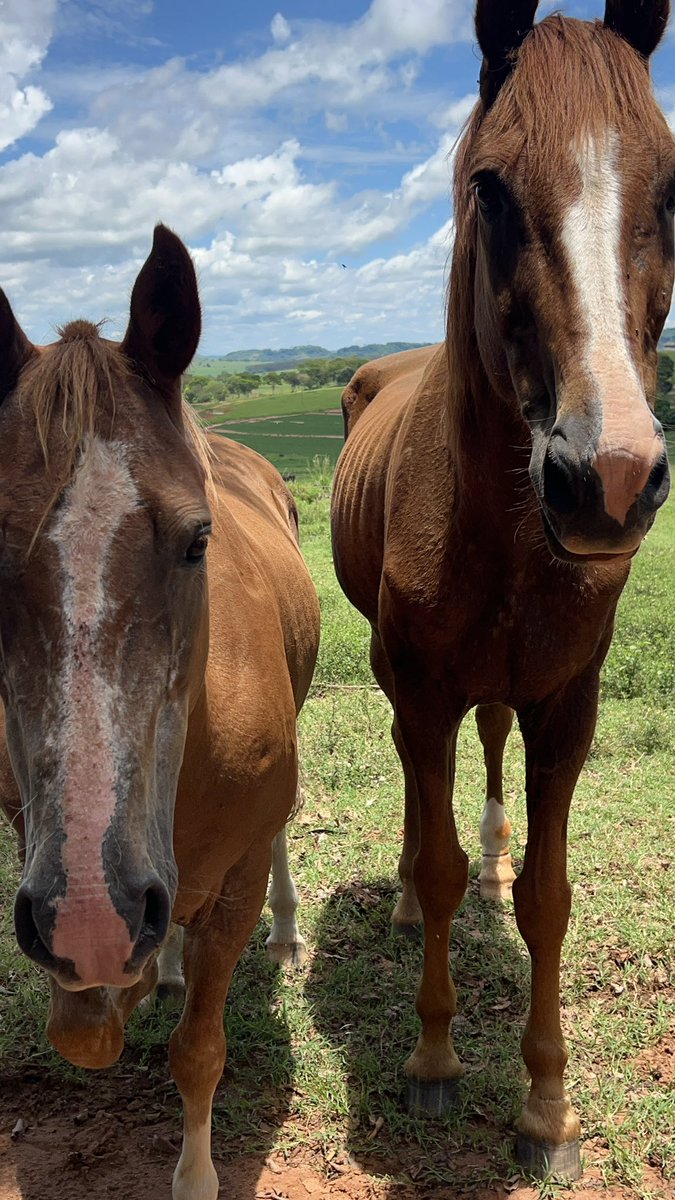 Você sabia? Se vc ajudar um cavalo no ano do cavalo vc vai ser muito abençoado!?!?
Nosso projetinho é de fazer um estábulo super confortável para os pocotos!!! 
Compartilhe ou ajude para que vc tenha um 2026 abençoado! 

Patreon patreon.com/c/Cajuerisk

VAKINHA: