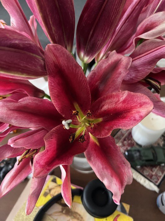 i3Moment's tweet image. Lilies