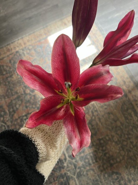 i3Moment's tweet image. Lilies