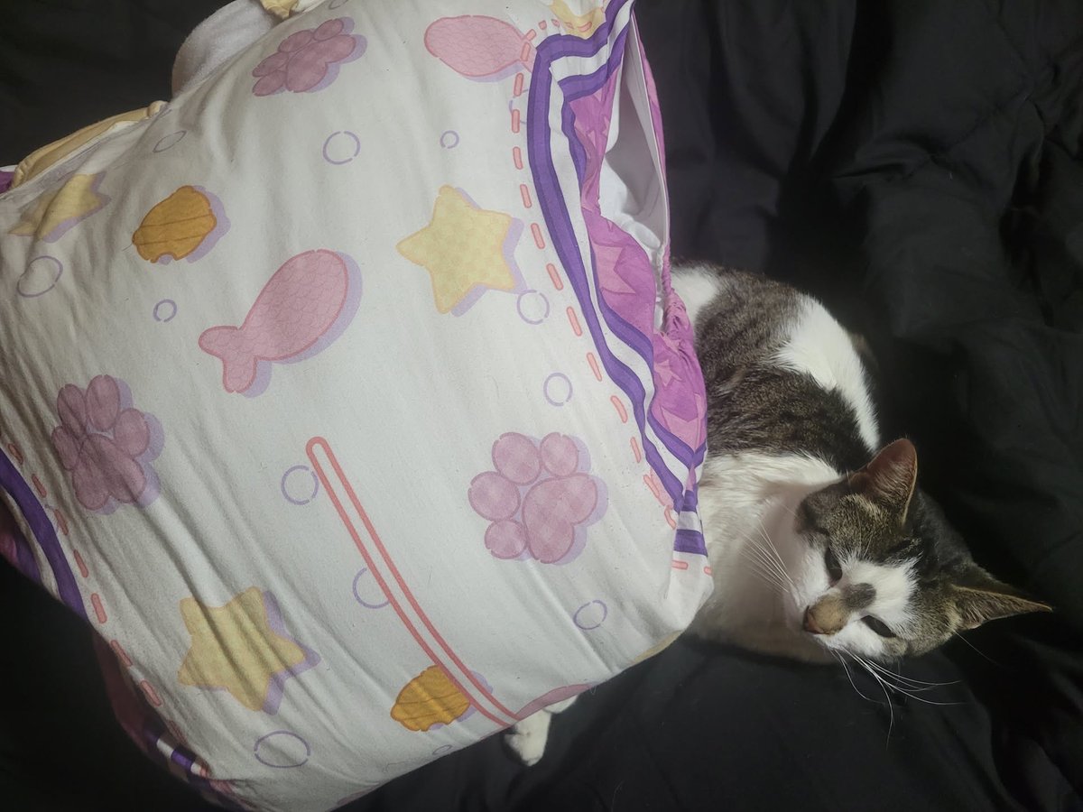 Padded Kitty cat meow tweet media