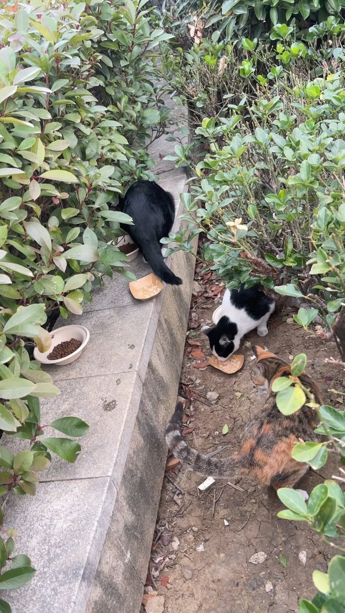 WanderGlimpse's tweet image. Oh dear, I've accidentally discovered an adorable cat!