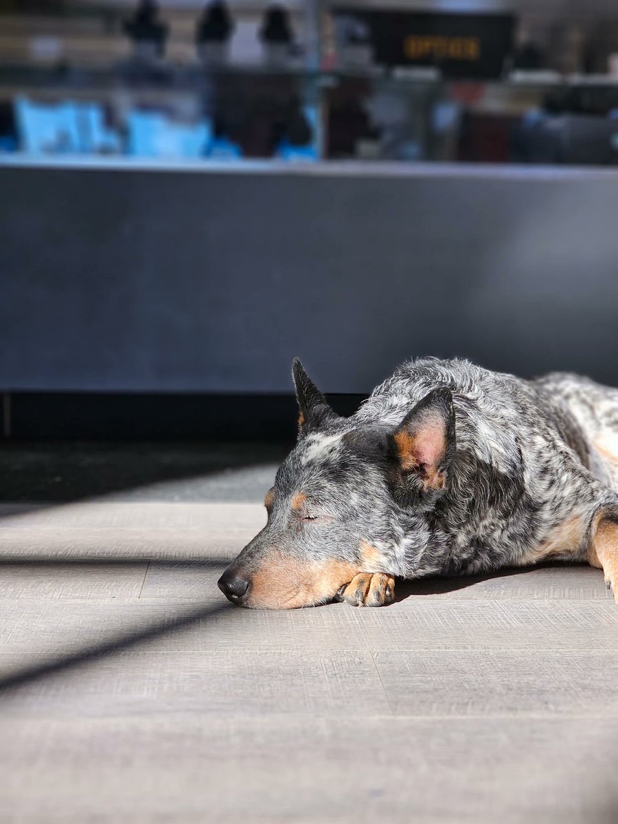 Milo and the team enjoying their day off...

See you tomorrow at DCF East!

#DCF #DCFEast #DogsofDCF