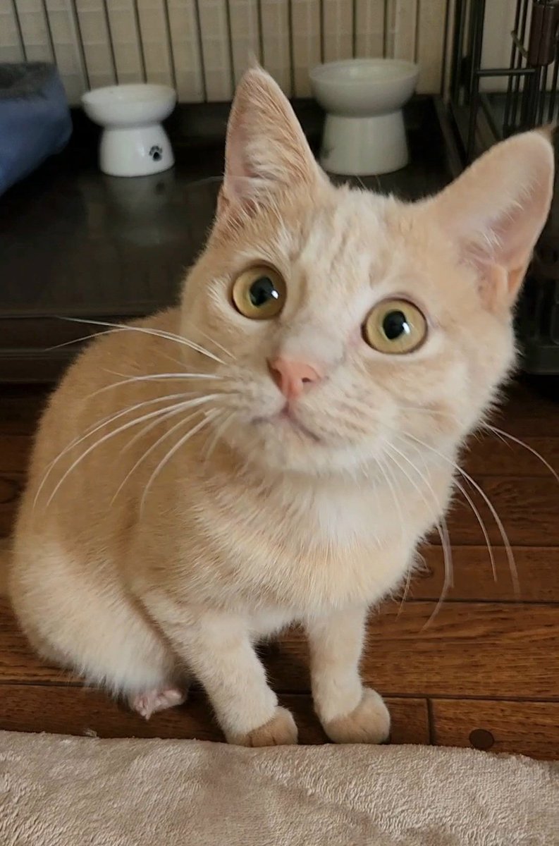 おはようございます☀️☁🌱

😺にゃに〜  ﾜｸﾜｸ🎶
何でもない😊

 #保護猫  #猫のいる暮らし  #猫のいる幸せ  #猫好き  #里親様募集中  #茶トラ猫