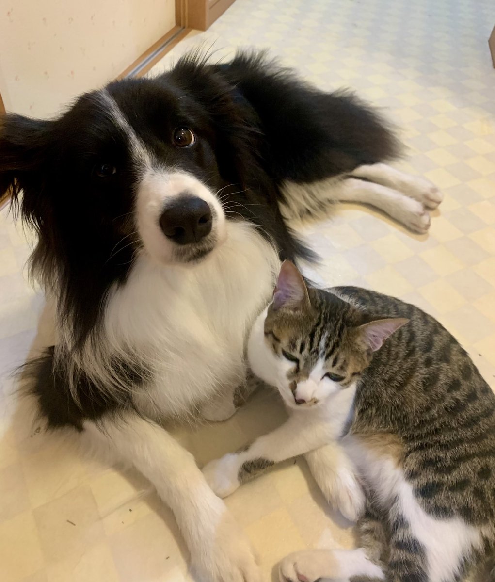 框(キョウ) (@86apricotton) / Posts / X