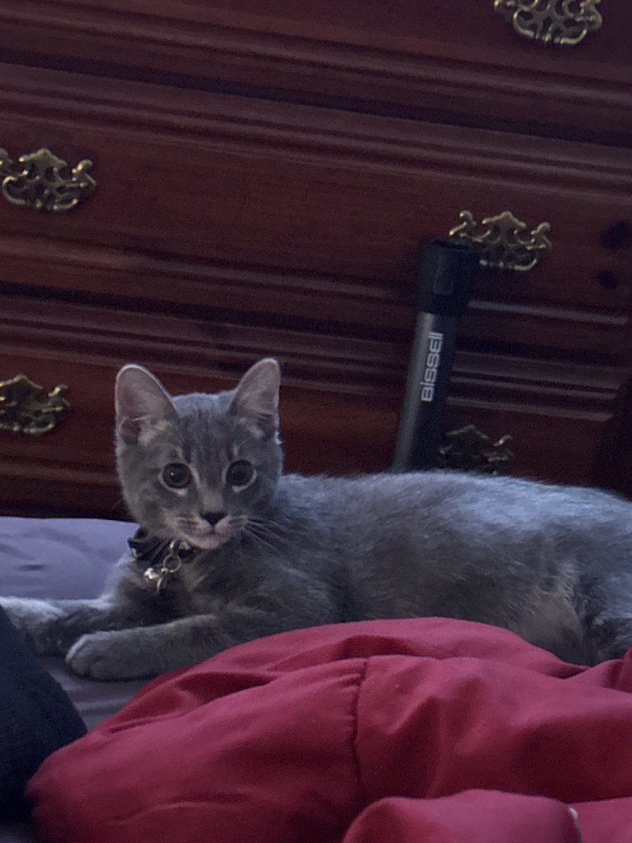 itstsuni's tweet image. well hello kitten