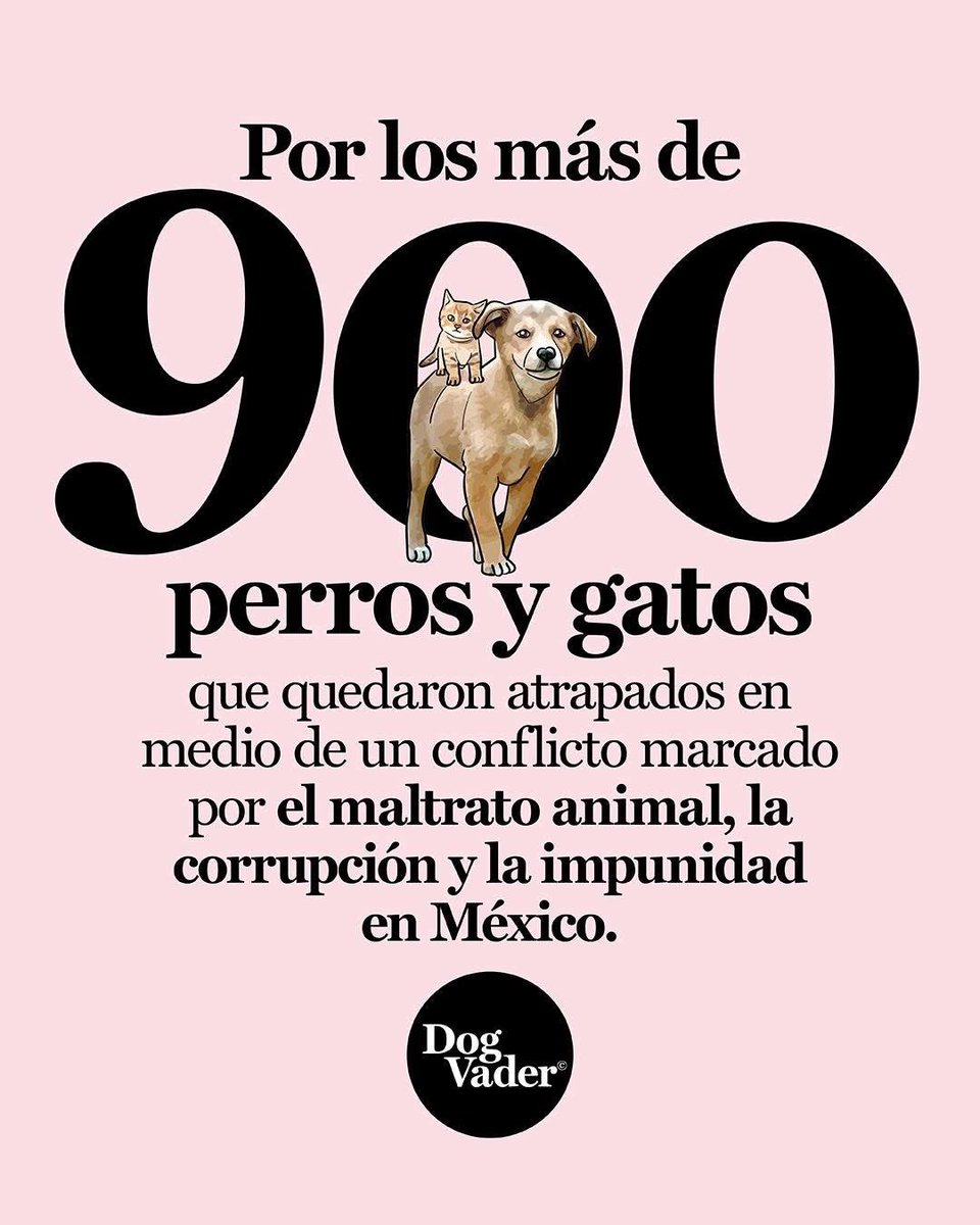 HectorG47926510's tweet image. Alguien podrá informarles a la gente que fue a sacar a los perros y gatos que hay protocolos y normas oficiales tanto nacionales como internacionales para dichas situaciones  vemos con mucha preocupación el gran desconocimiento de nuestras autoridades de la CDMX que desgracia