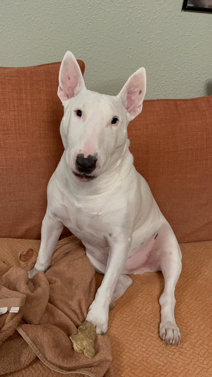 🐶 NELSON tweet media