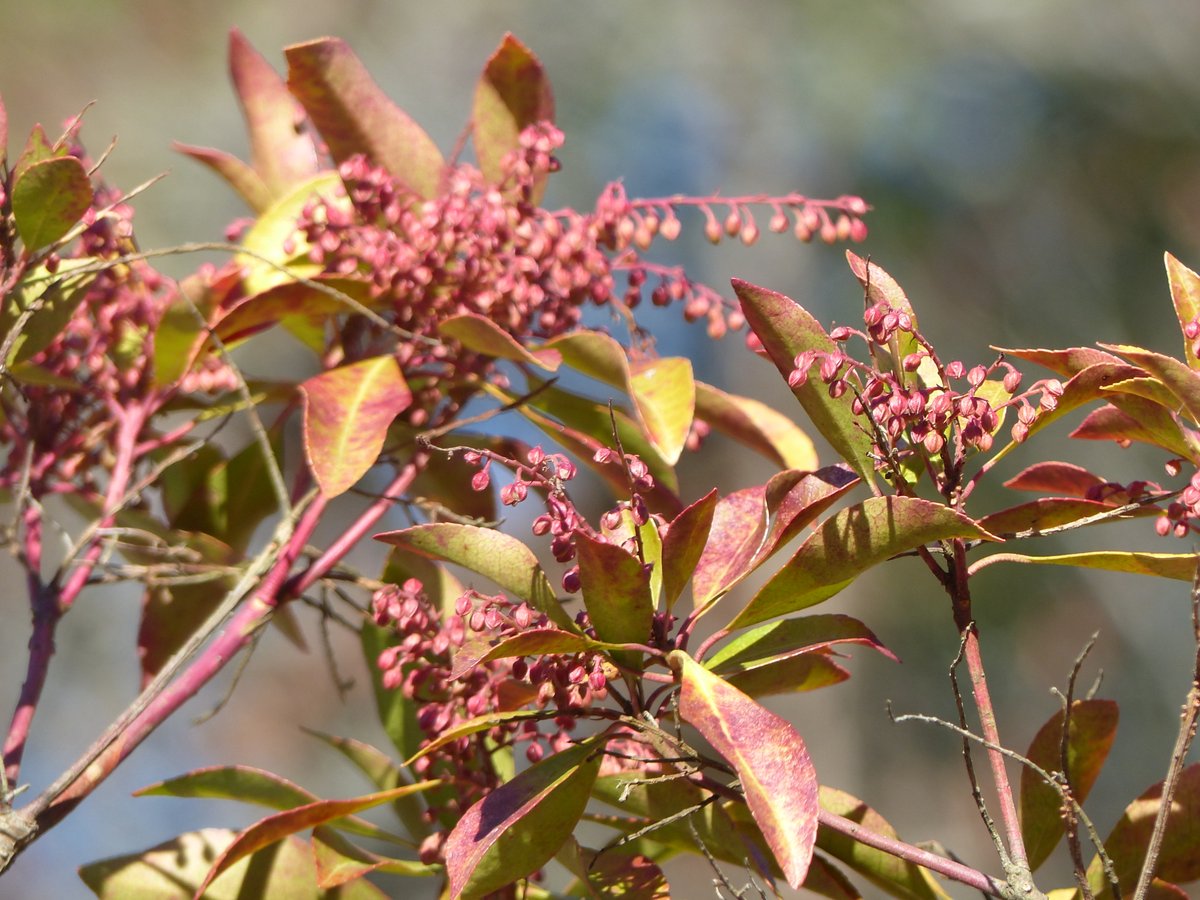 雪の下が凍っていて足元注意な白石城です