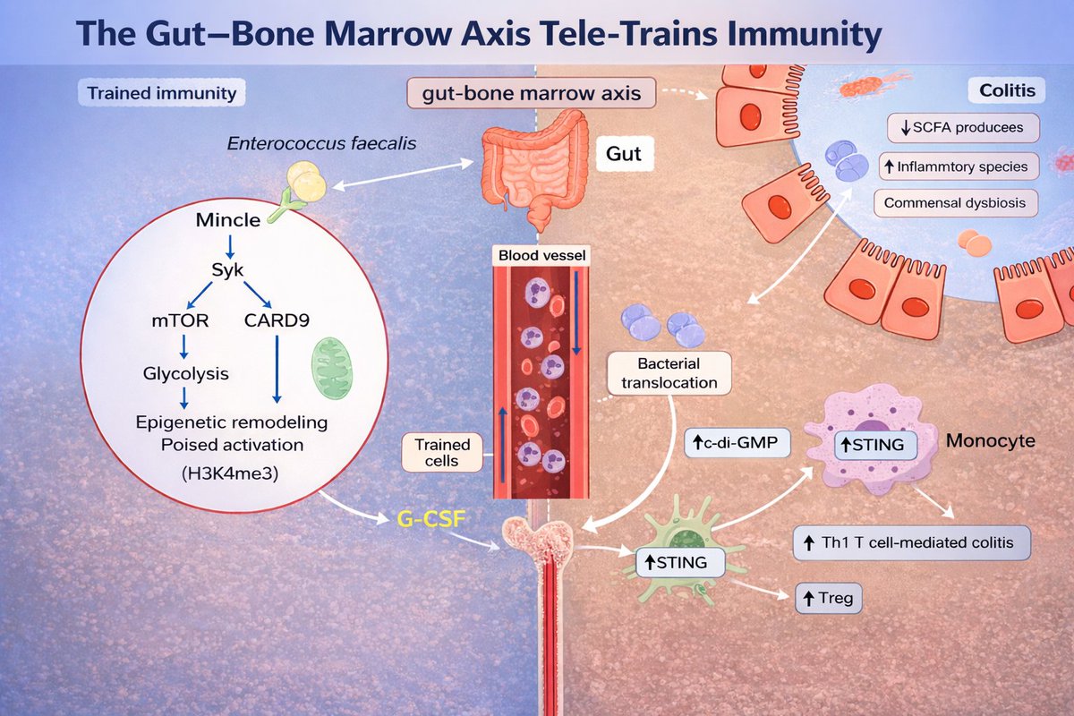 Microbiome2026's tweet image. Beyond local immunity, the gut programs the bone marrow.
Microbial cues drive trained immunity through metabolic and epigenetic reprogramming 
Explore the science at GMC-2026
📍 Boston |🗓 June 15–16, 2026
🔗 microbiomecongress.org
#MicrobiomeScience #TrainedImmunity #GutHealth
