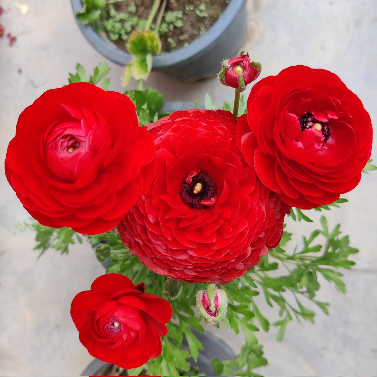 Good morning friends 🌹🙏 
Flowers #gardening #nature