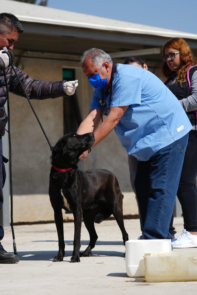 Jualicra's tweet photo. Compartimos algunas fotos de los perritos en el espacio transitorio de UTOPÍA GAM. 

Reiteramos NO HAN SIDO transportados a ningún otro sitio. 

Los perritos siguen en evaluación médica, están en espacios adecuados para ellos y con supervisión constante. 

Por instrucciones de la Jefa de Gobierno @ClaraBrugadaM seguiremos informando puntualmente.