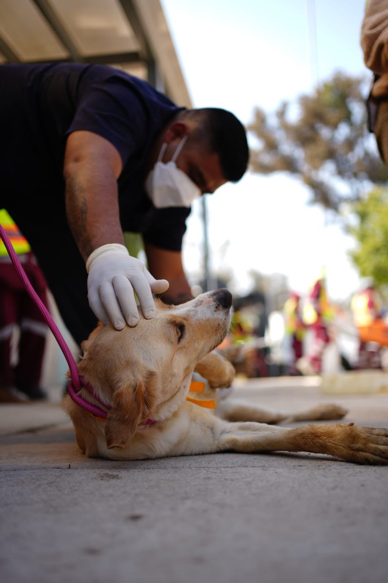 Jualicra's tweet photo. Compartimos algunas fotos de los perritos en el espacio transitorio de UTOPÍA GAM. 

Reiteramos NO HAN SIDO transportados a ningún otro sitio. 

Los perritos siguen en evaluación médica, están en espacios adecuados para ellos y con supervisión constante. 

Por instrucciones de la Jefa de Gobierno @ClaraBrugadaM seguiremos informando puntualmente.