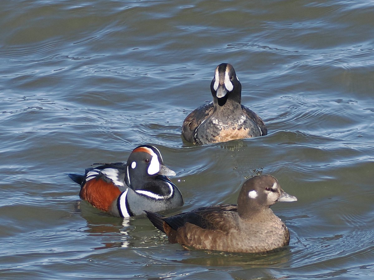 mawgdn_Monika tweet media