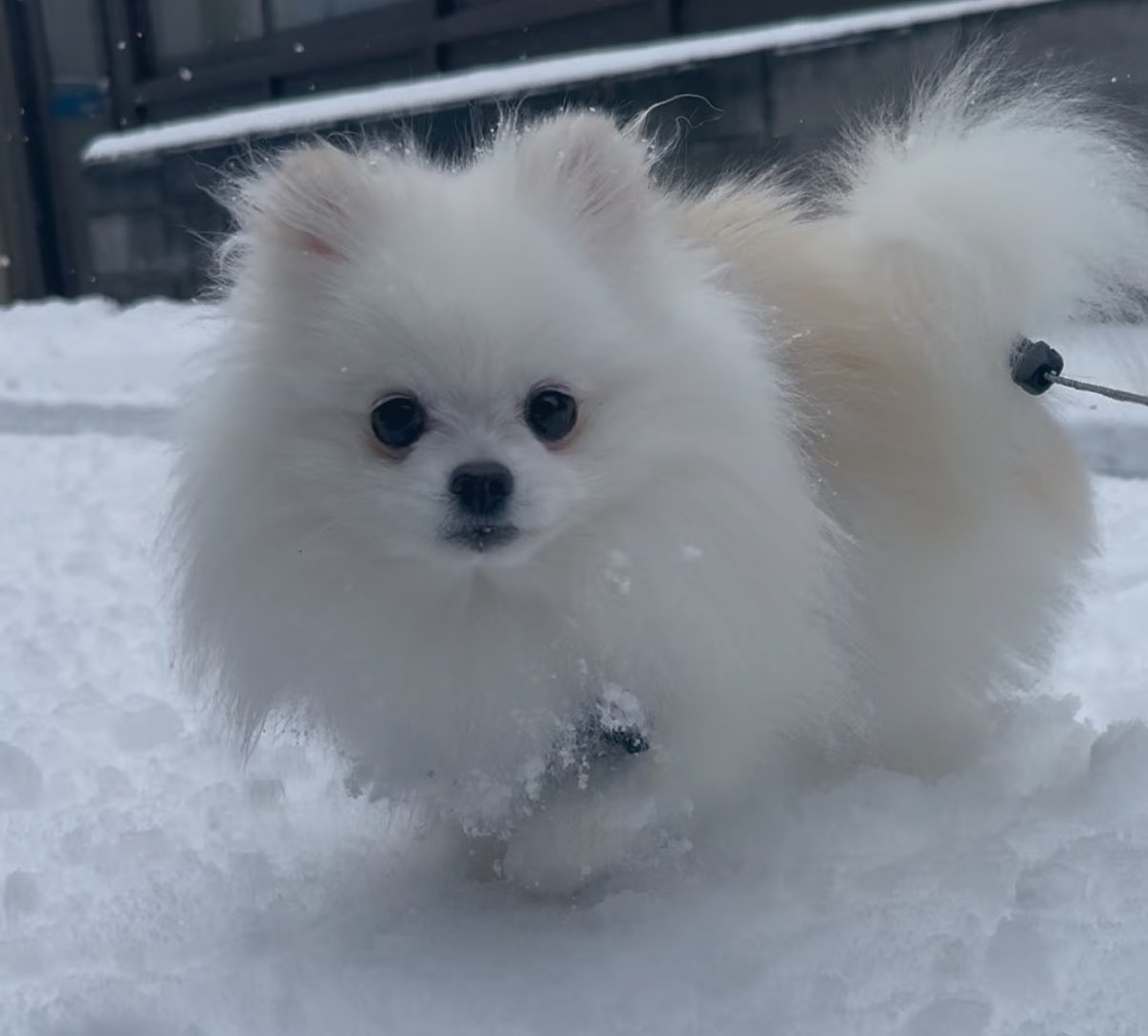 ポメのハッピー (@CvURT4VB0FlXs6B) / Posts / X