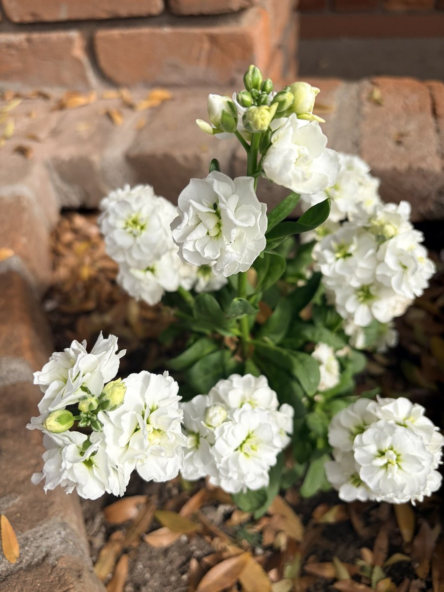 Potscapers tweet media