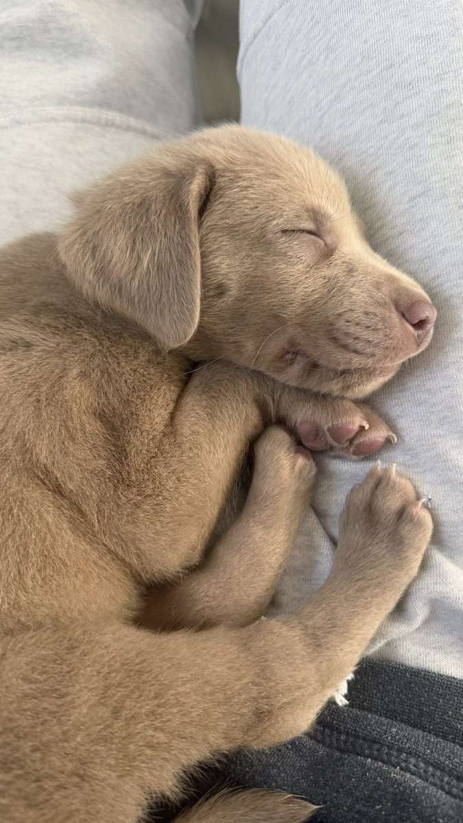 ASpinella23's tweet image. Meet Maizey, our newest family member and a huge Michigan fan. Of course, she had to be with a mom named, Navy.  〽️〽️〽️
  @dog_rates @Puppieslover @UMichFootball @UMich #dogsoftwitter #goblue #silverlab