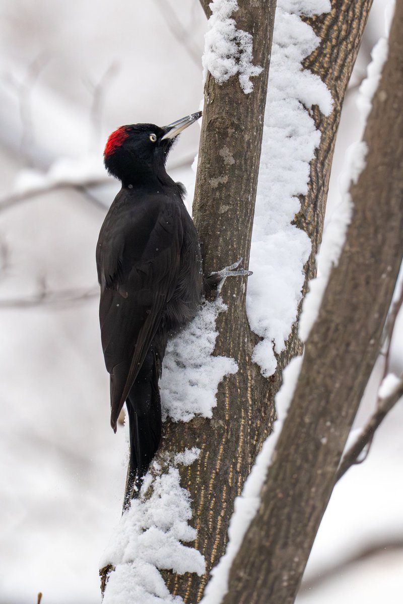 今日もだいぶ体調良いので超久々に山歩きしてきた。クマゲラさんがいたよ 
