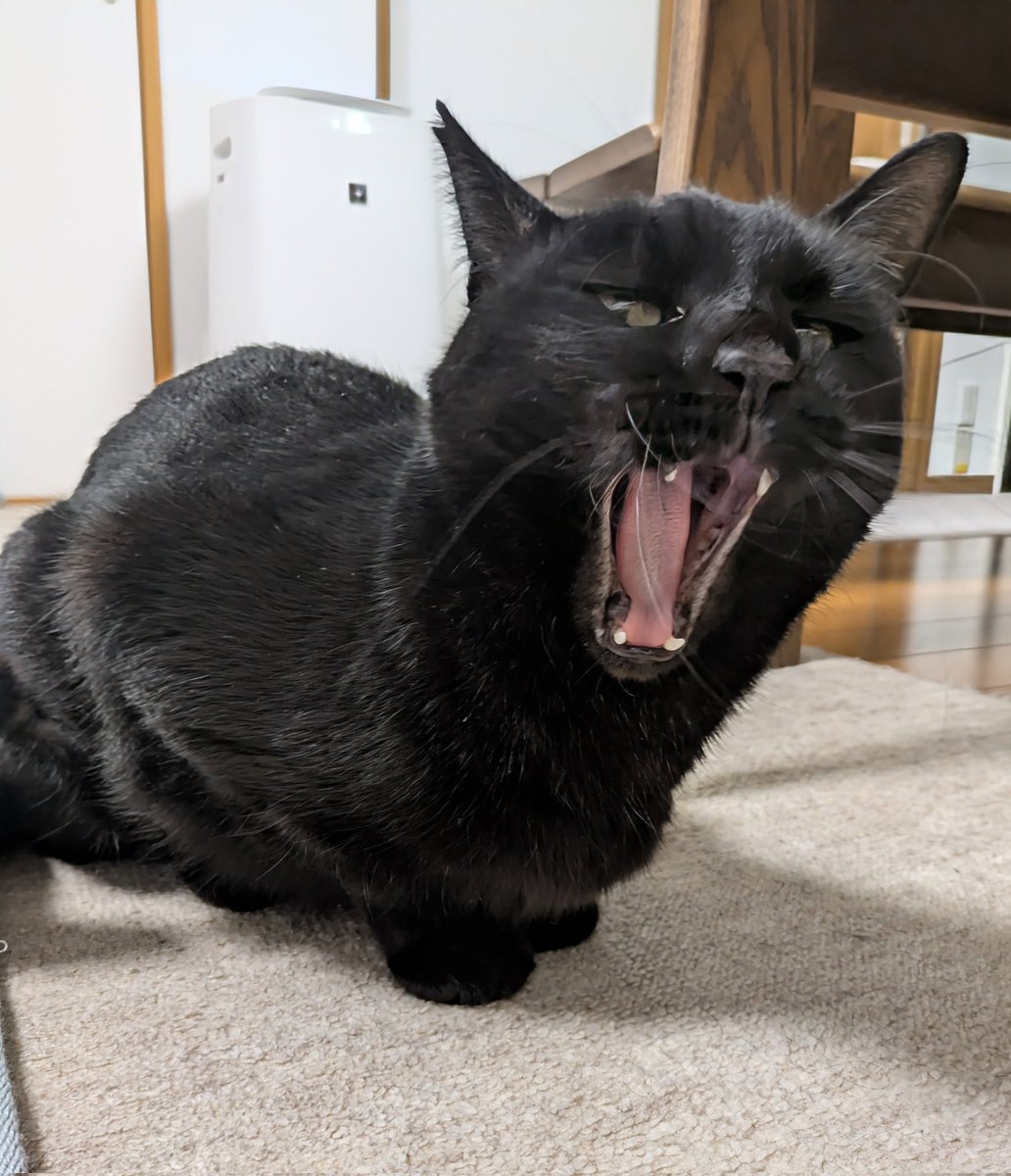 くろねこ みいたろう (@kuro0302cat) / Posts / X