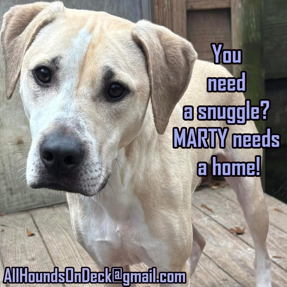 _AHOD_'s tweet image. Marty doesn’t understand why he’s still waiting 🐶💔 Nearly 4 yrs old, affectionate, smart, playful, and the best hug-giver you’ll ever meet. 60 lbs of loyalty, snuggles &amp;amp; love. Who will choose him?
#AdoptMarty #RescueDog #AdoptDontShop #DogsofX #hounddog