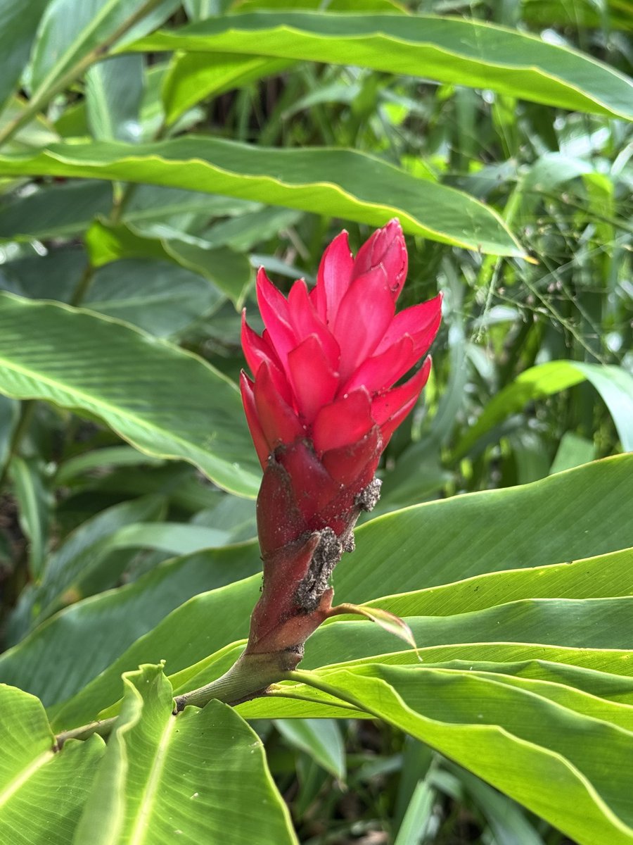 Nostalgik's tweet photo. Back from the Hawaii International 24th Annual Conference on Education with a mind full of new ideas and connections. Powerful sessions on Indigenous education, inspiring research, and plenty to reflect on. Visiting Pearl Harbor and the Honolulu Museum of Art added even more… https://t.co/sJbl0EBiTv