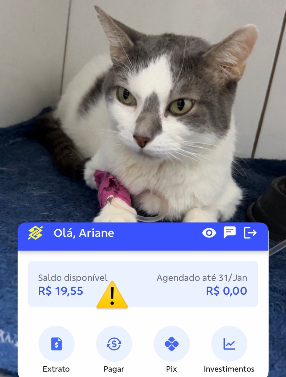 Não temos dinheiro pra ração Gastrointestinal do Lineuzinho. 

Isso é tudo que temos na conta do projeto hoje.

Precisamos MUITO de ajuda porque se ele comer outra ração pode piorar todo o quadro de saúde dele de novo, que é bem delicado 😭

PIX: projetomiacasa@gmail.com