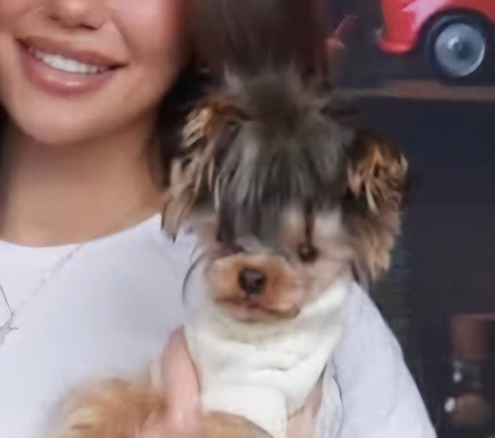 Hoopss's tweet image. Somebody said Jamyr Gibbs' girlfriend's dog looks like Travis Hunter..and I can’t unsee it 😭