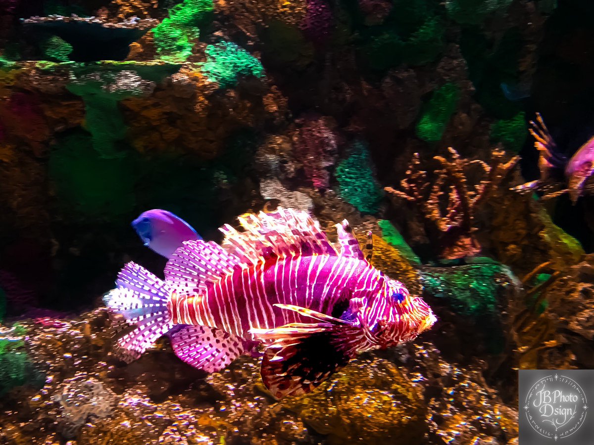 Jacobthechosen's tweet image. Aquariums can provide some beautiful subjects for photography, but it takes patience. 

#photography #vibrantcolors #fishphotography #newphotographer
