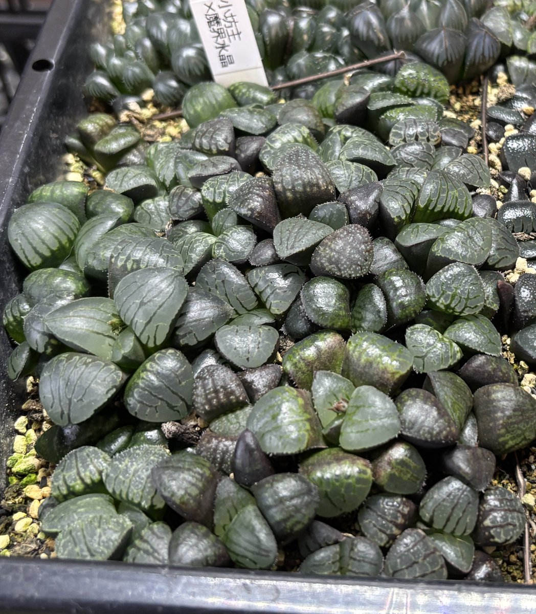 札付き♥️シムランス✕ラコロ✨ GreenBros (@GreenBros_2025) / Posts / X