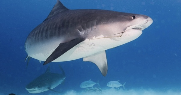 Quora's tweet image. Are there any accounts of scuba divers being attacked by sharks? Answer by Noam Kaiser: "I've lost count of how many times I got to dive with sharks, and how many thousands of sharks I got to dive alongside of..." quora.com/Are-there-any-…